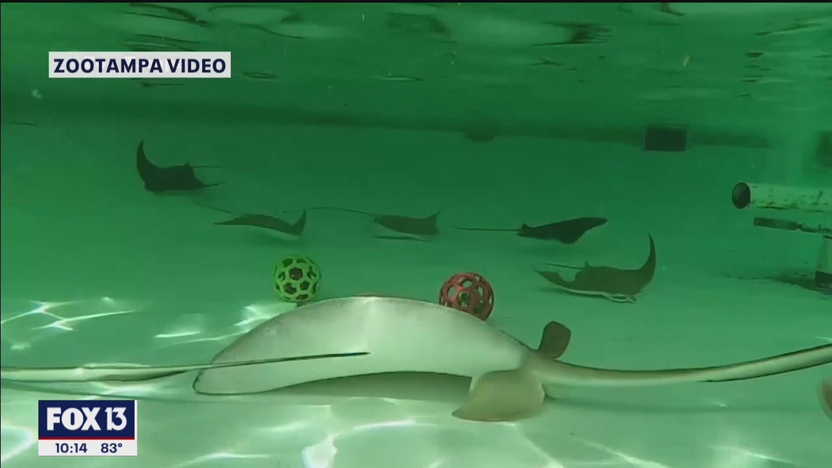 ZooTampa stingrays died from gas bubble disease, report shows
